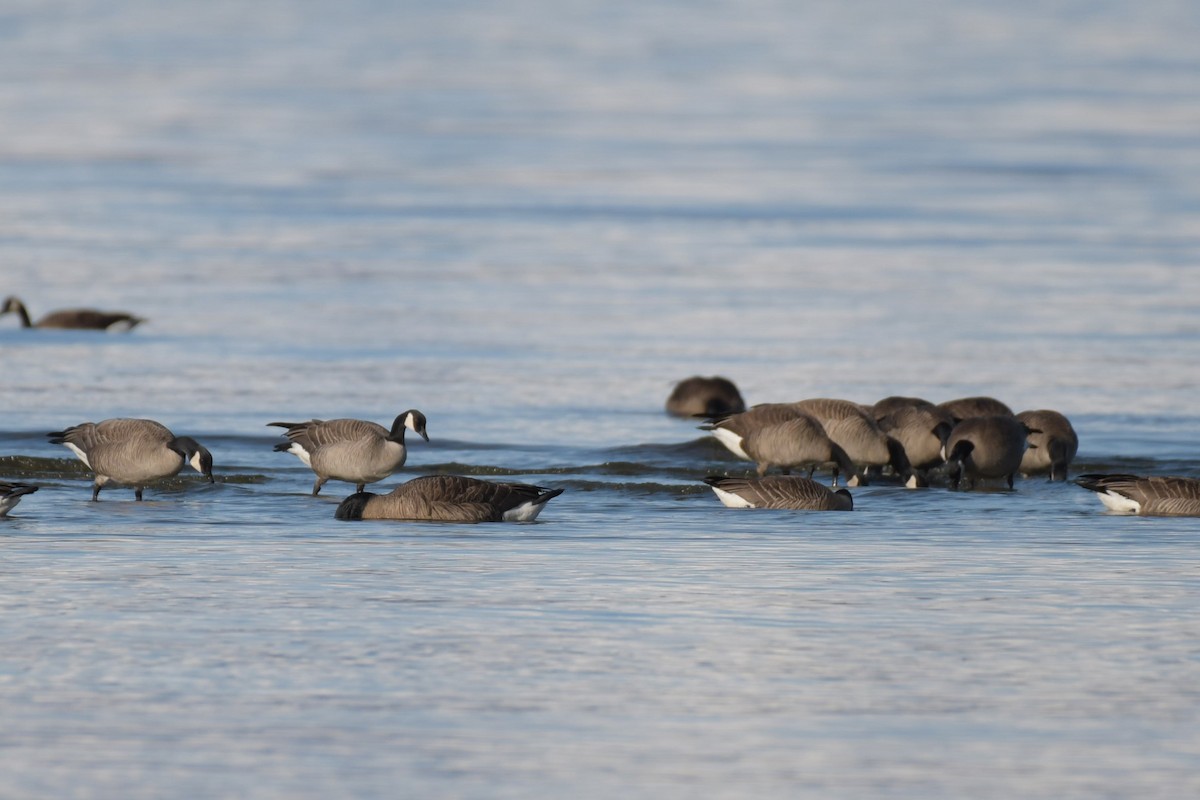 Canada Goose - Kelly Kirkpatrick