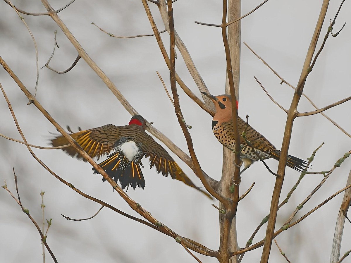Northern Flicker (Yellow-shafted) - Russ Boushon  💙🐦🦉🦅