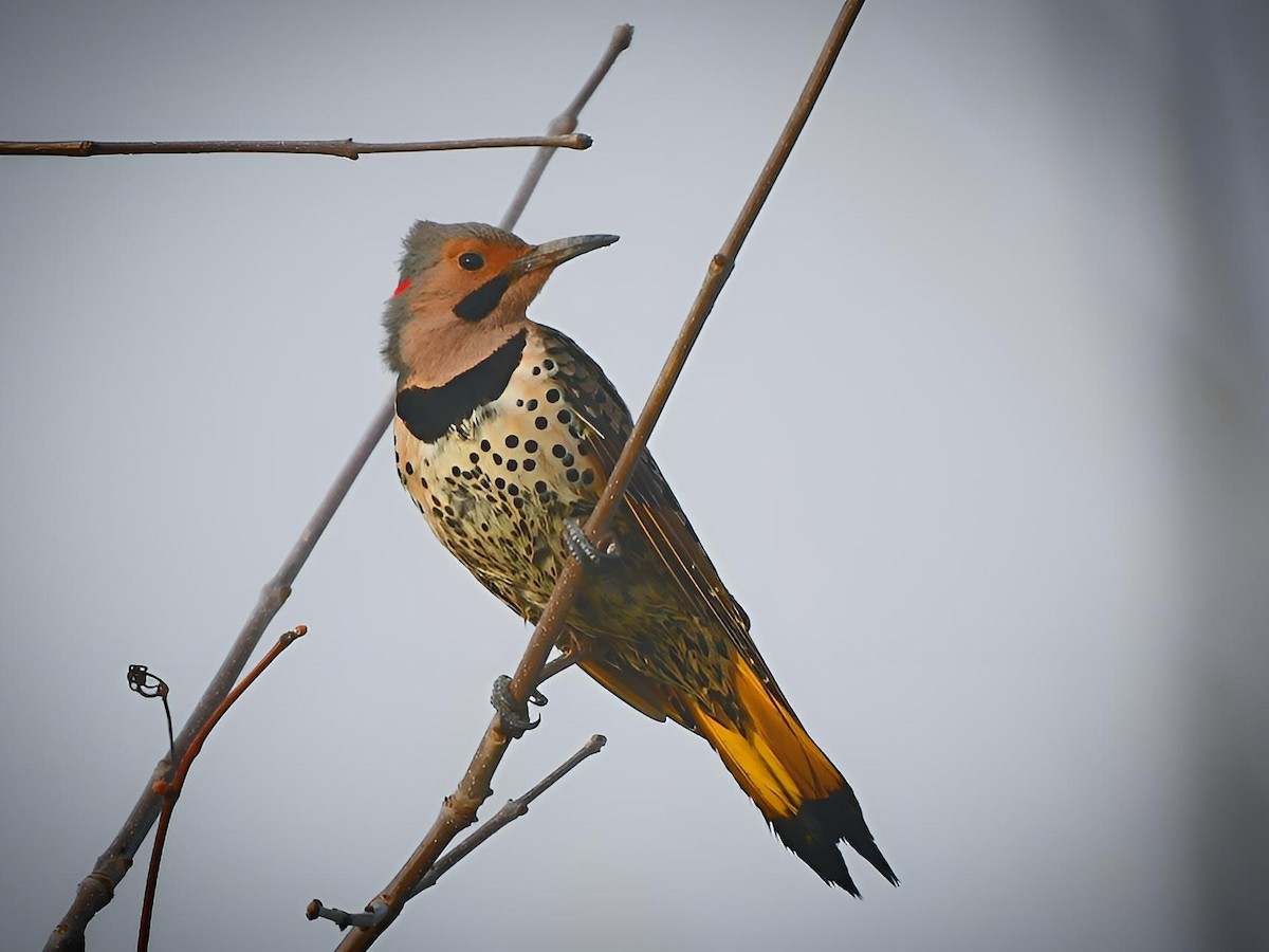 Northern Flicker (Yellow-shafted) - Russ Boushon  💙🐦🦉🦅