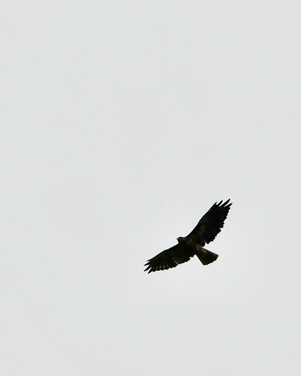 Rufous-tailed Hawk - ML617514546