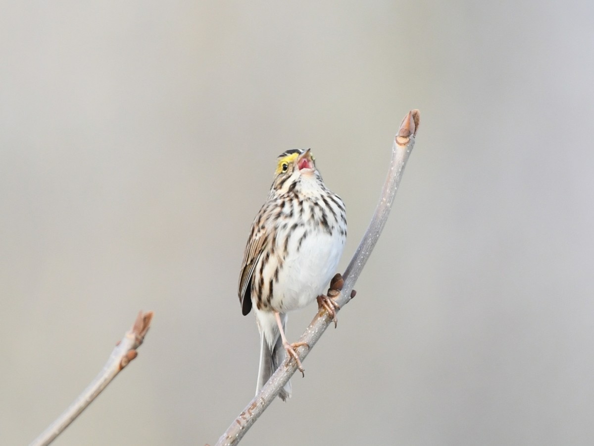 Savannah Sparrow - Russ Boushon  💙🐦🦉🦅