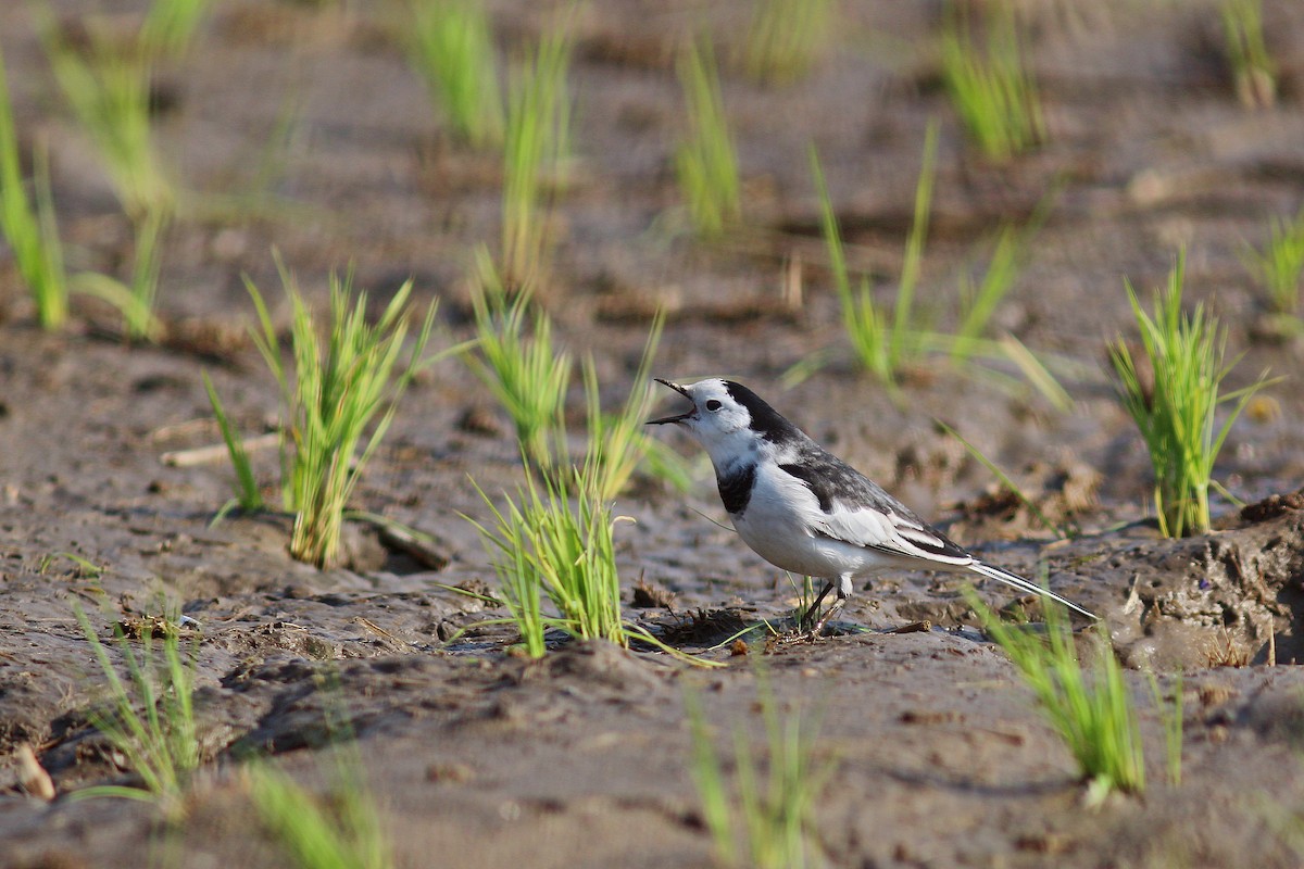 White Wagtail - ML617514586