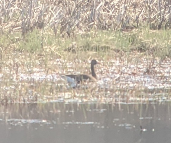 Greater White-fronted Goose - ML617514625