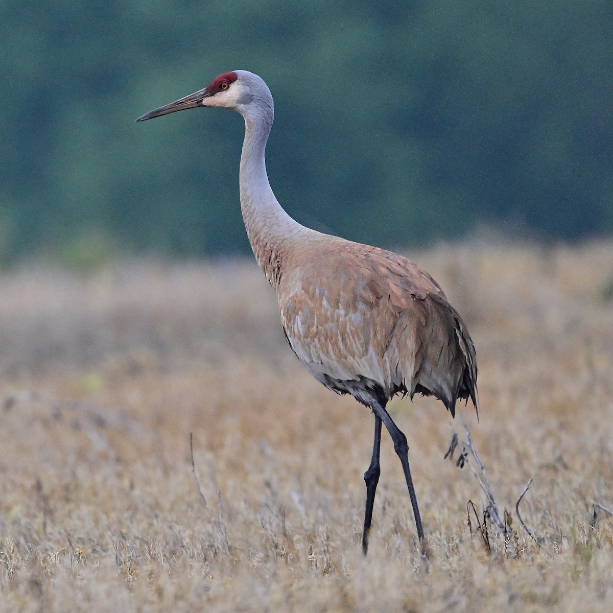 Grulla Canadiense - ML617514677