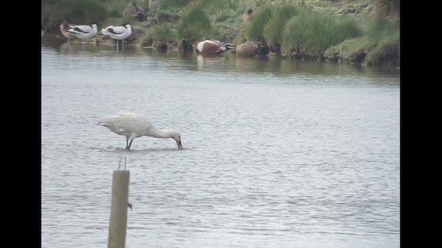 Eurasian Spoonbill - ML617514684