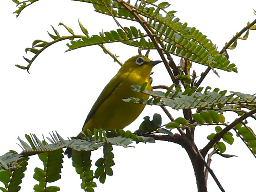 Sangkar White-eye - ML617514728