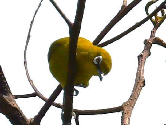 Sangkar White-eye - ML617514729