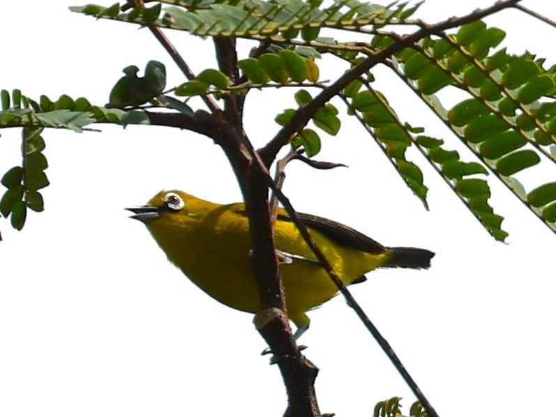 Sangkar White-eye - ML617514731