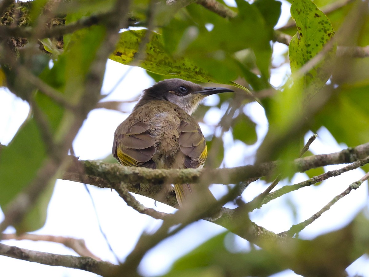 Brown Honeyeater - Junaid Ozdal