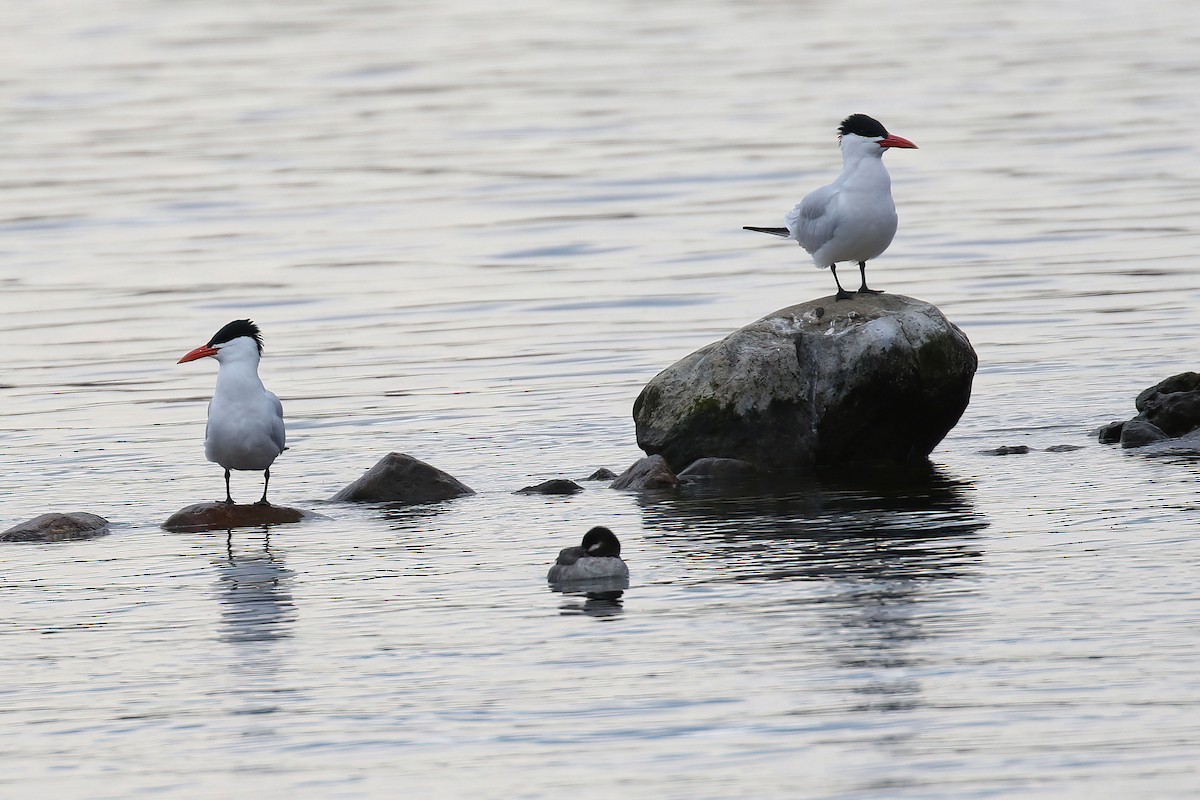 Caspian Tern - Kyle Gage