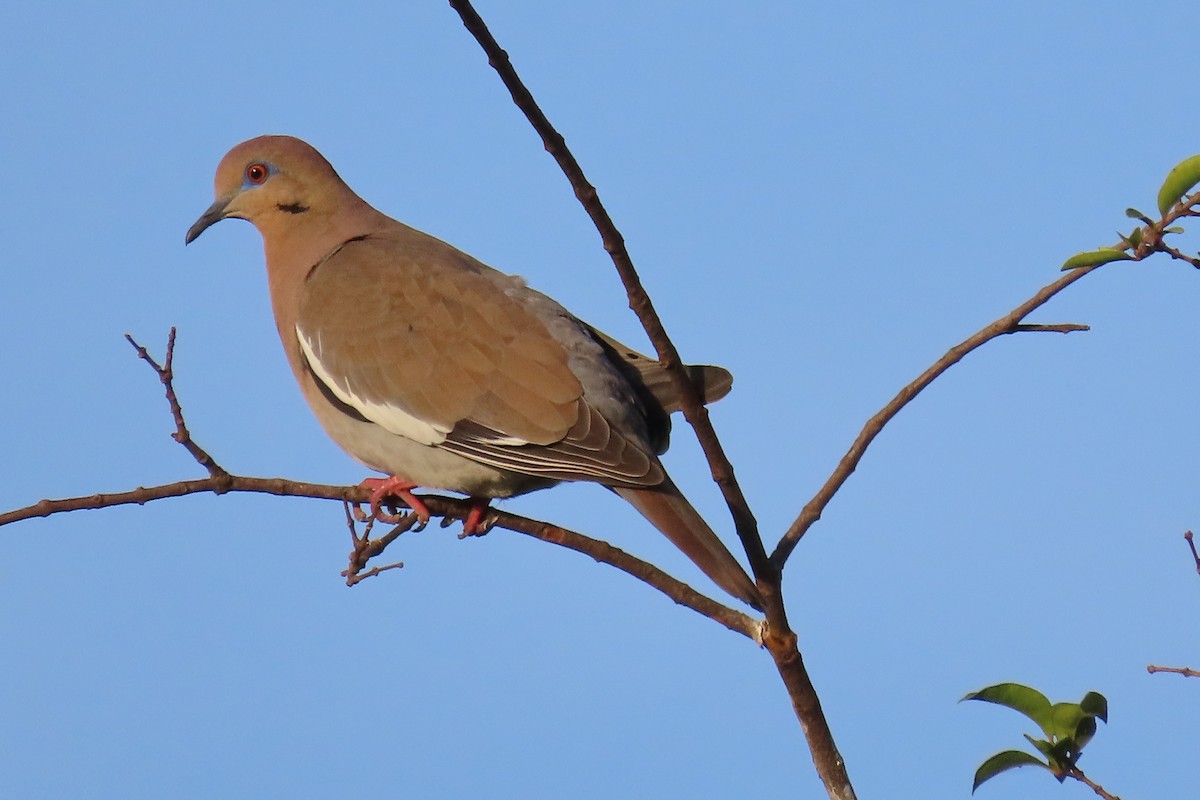 White-winged Dove - Julio Barquero Elizondo