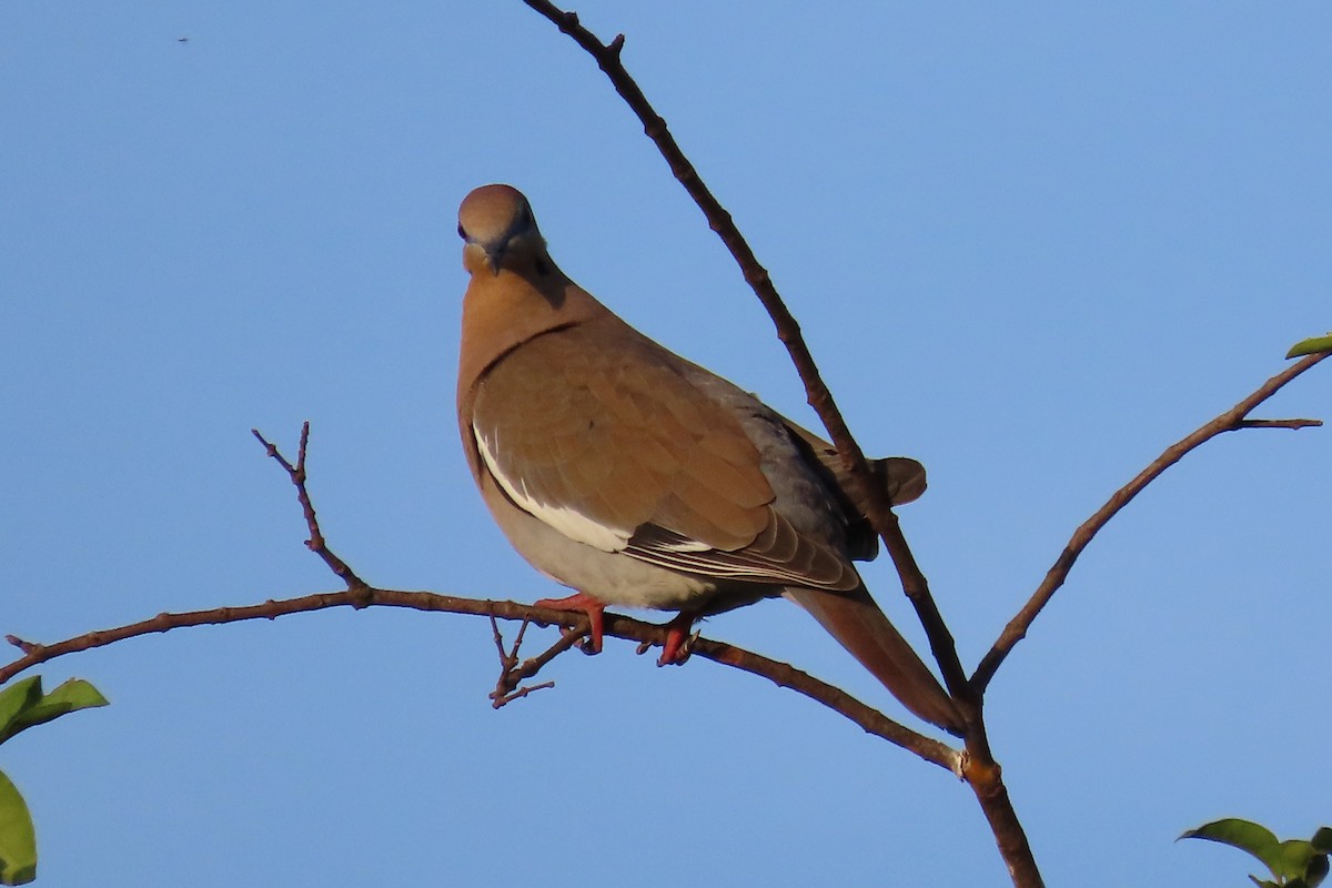 White-winged Dove - ML617514885