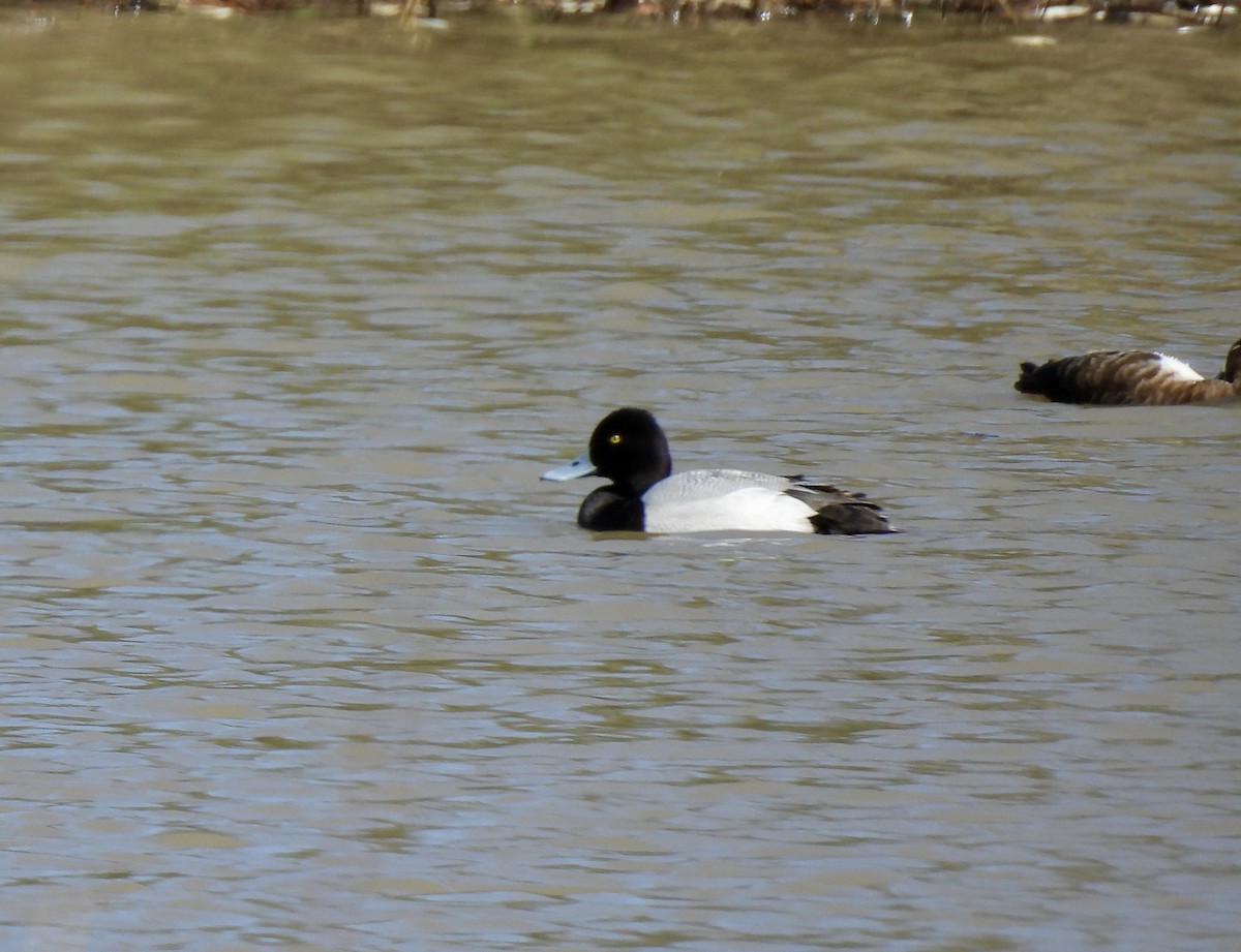 Lesser Scaup - ML617514889