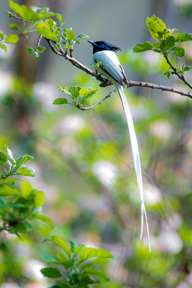 Indian Paradise-Flycatcher - ML617514892