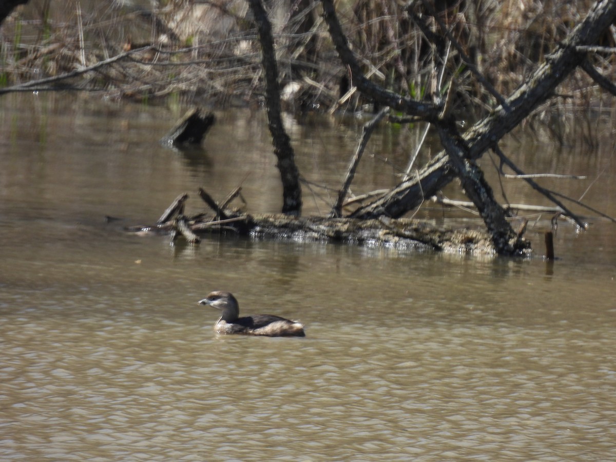 Pied-billed Grebe - ML617514905