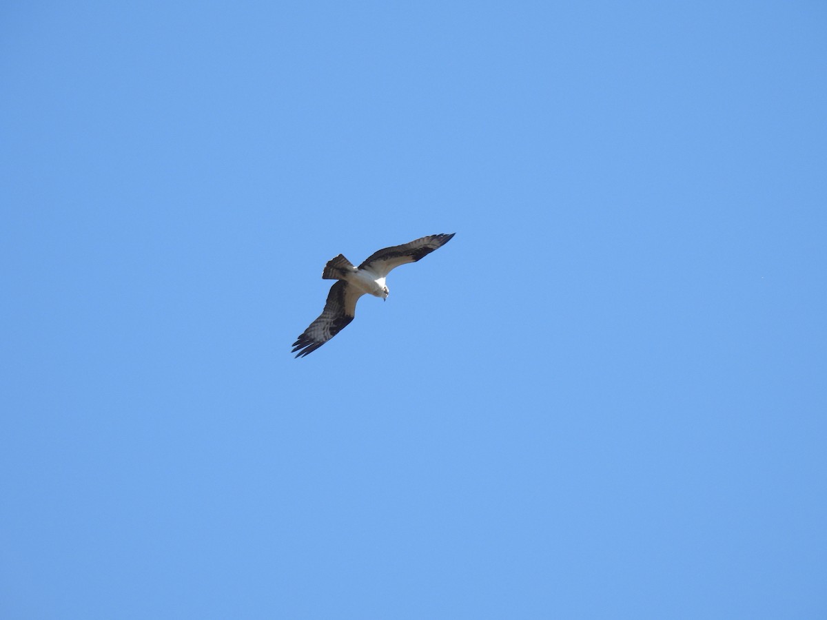 Águila Pescadora - ML617514923