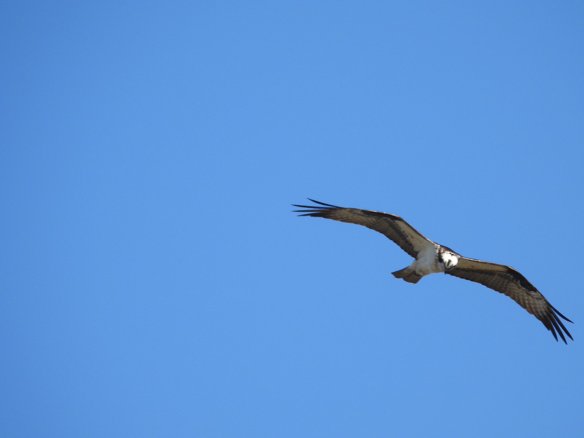 Osprey - Corinna Honscheid