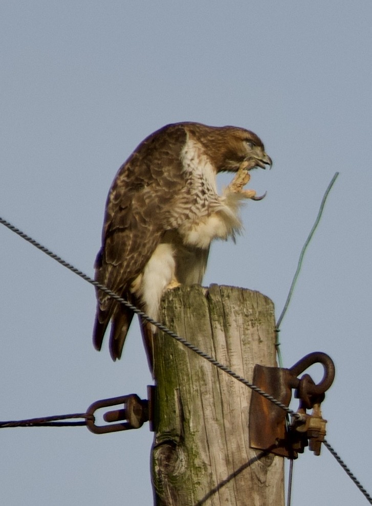 Red-tailed Hawk - ML617514930