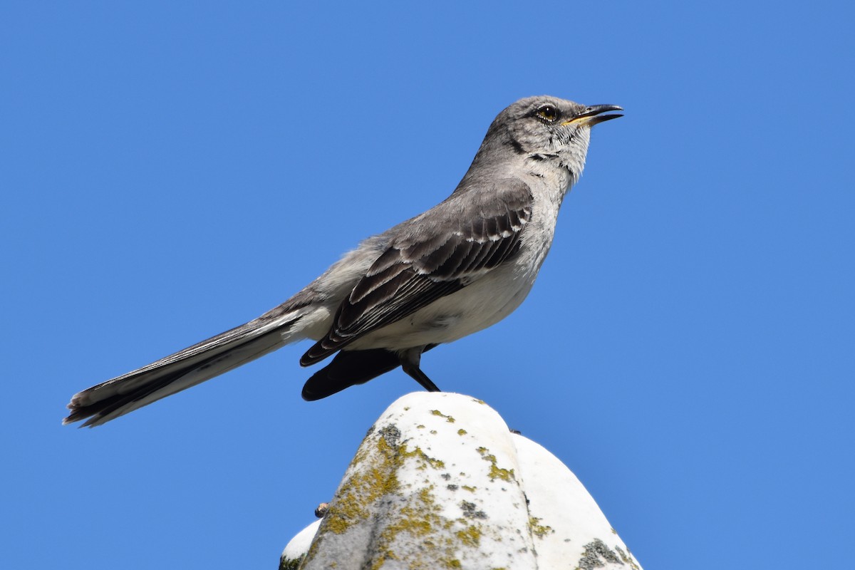 Northern Mockingbird - ML617514937