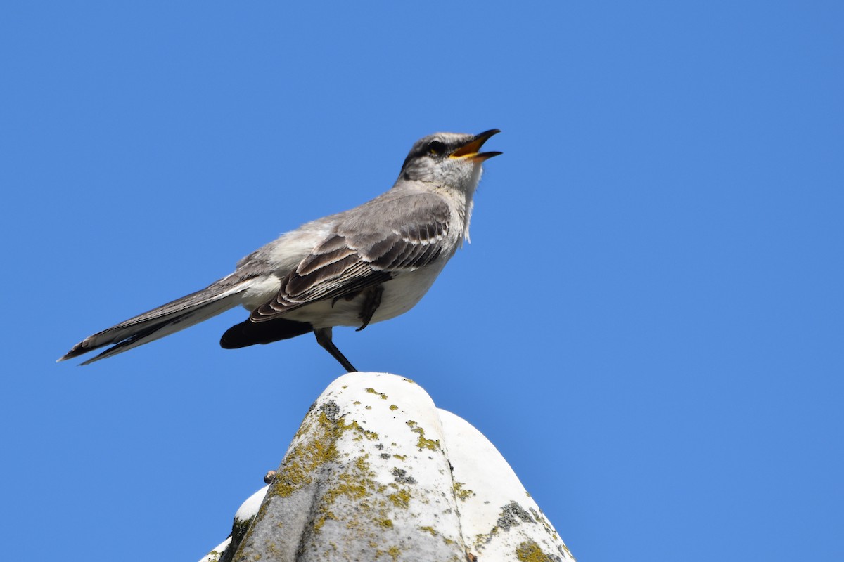 Northern Mockingbird - ML617514938