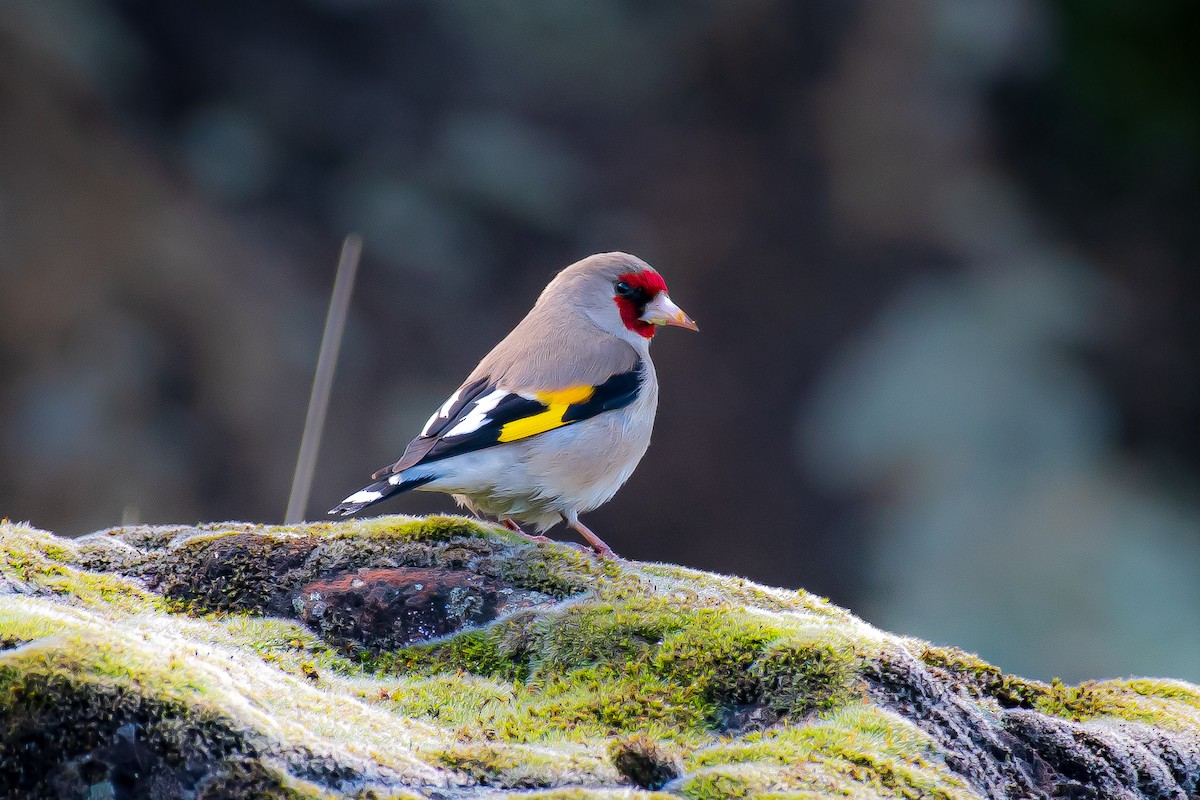 Gray-crowned Goldfinch - Ansar Ahmad Bhat