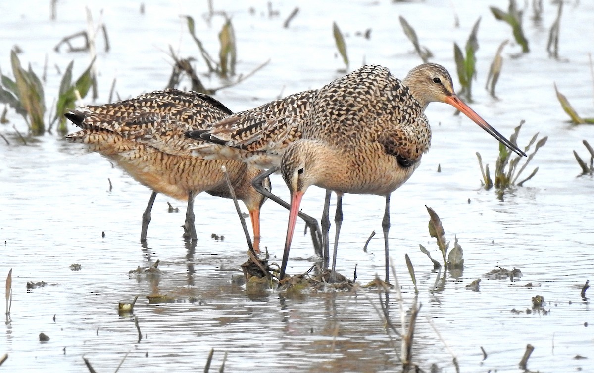 Marbled Godwit - ML617514941