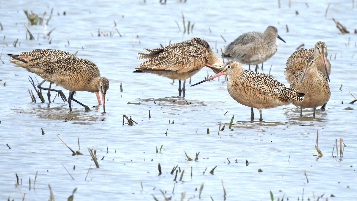 Marbled Godwit - ML617514942