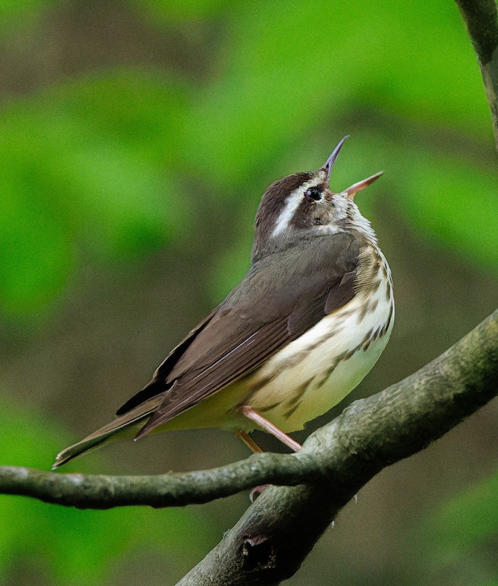 Louisiana Waterthrush - ML617514964