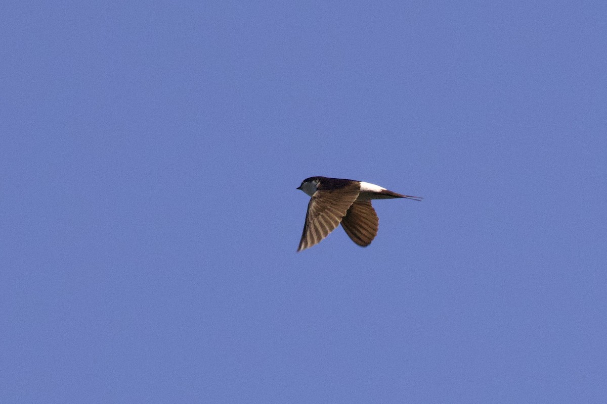 Western House-Martin - ML617514975