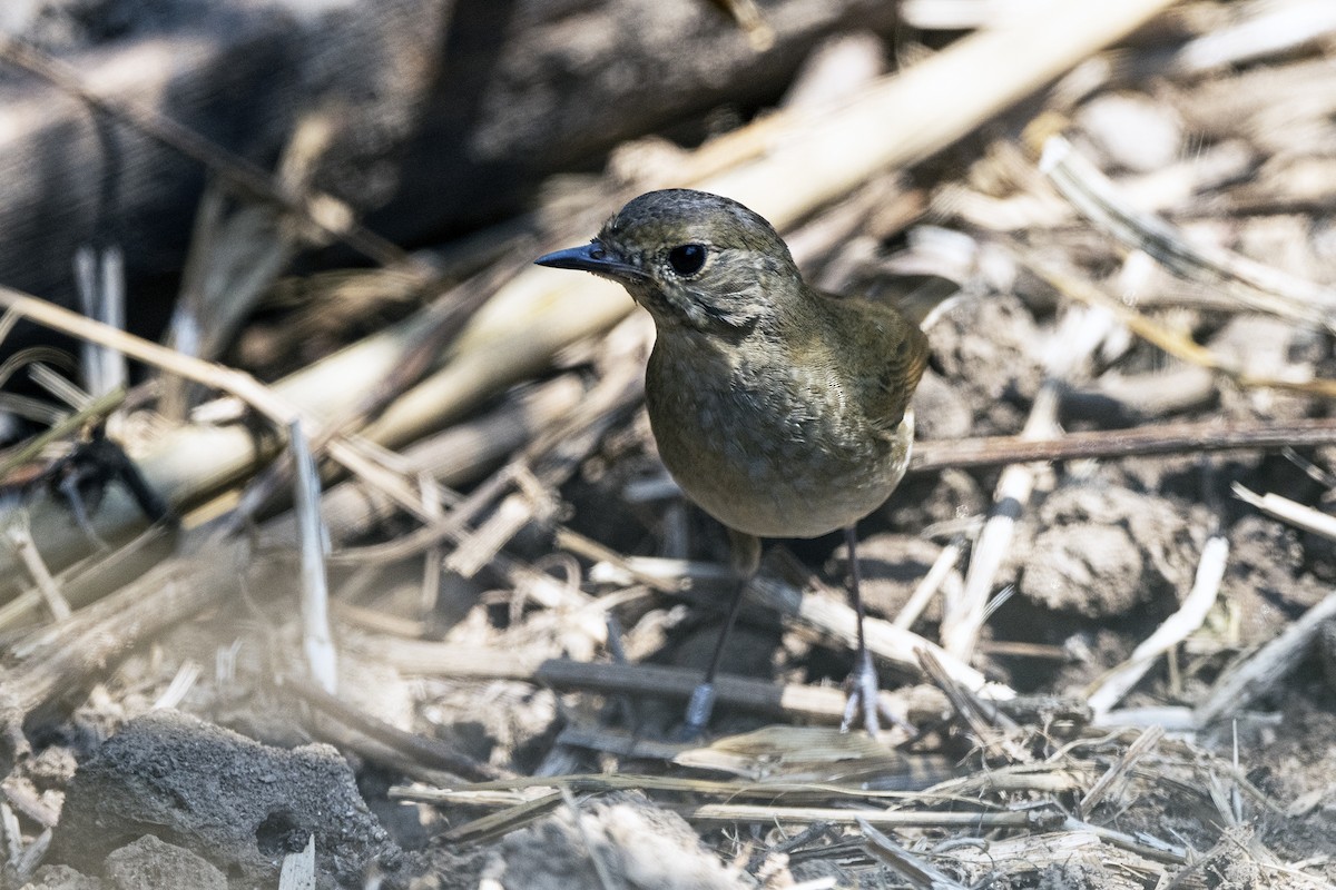 Firethroat - ML617515007