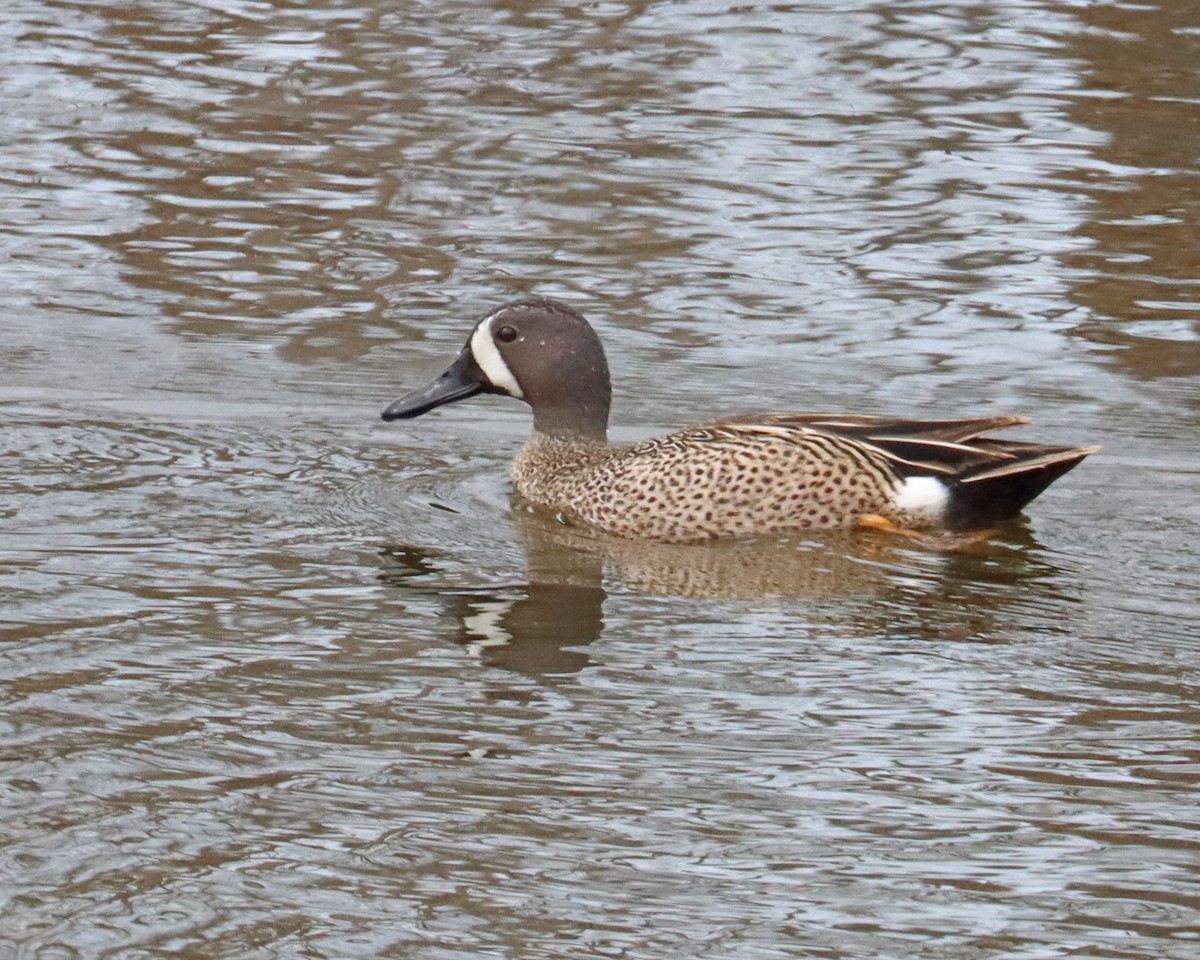 Blue-winged Teal - ML617515063