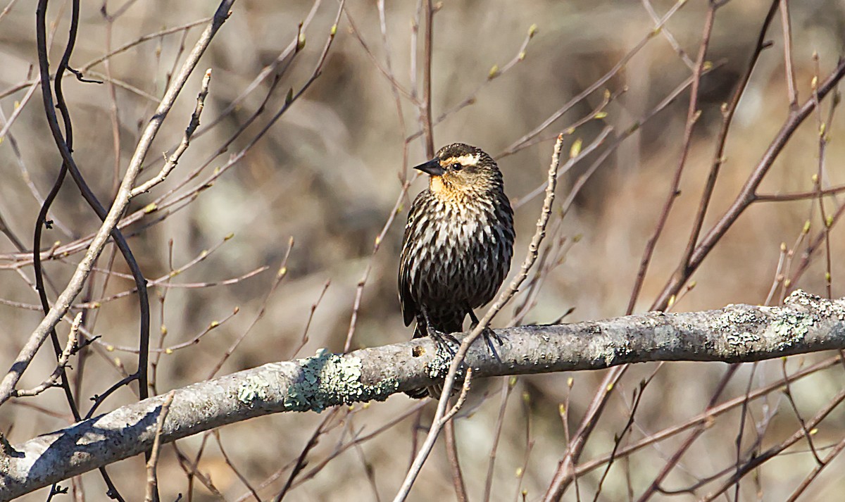 Red-winged Blackbird - ML617515098