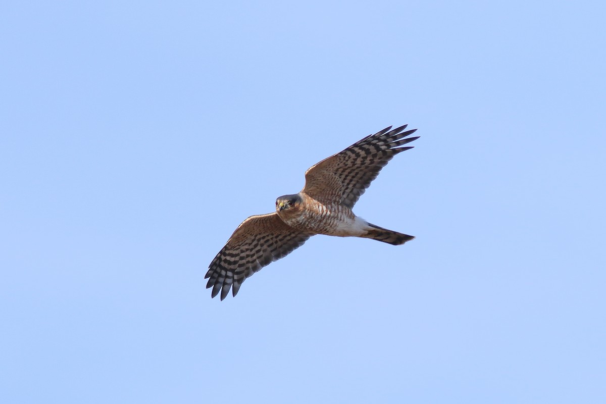 Sharp-shinned Hawk (Northern) - ML617515118