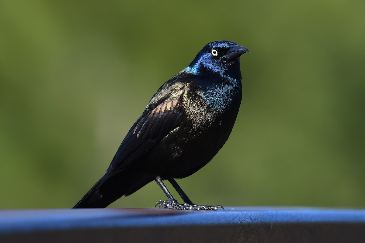 Common Grackle - Pierre LeBlanc