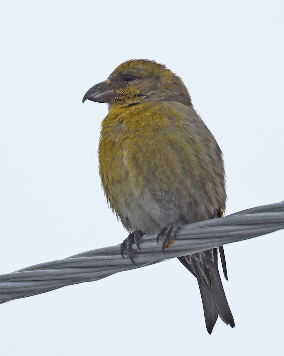 Red Crossbill - ML617515172