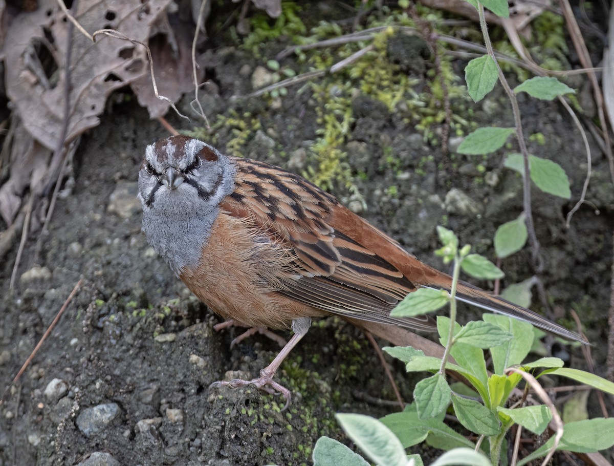 Godlewski's Bunting - ML617515173