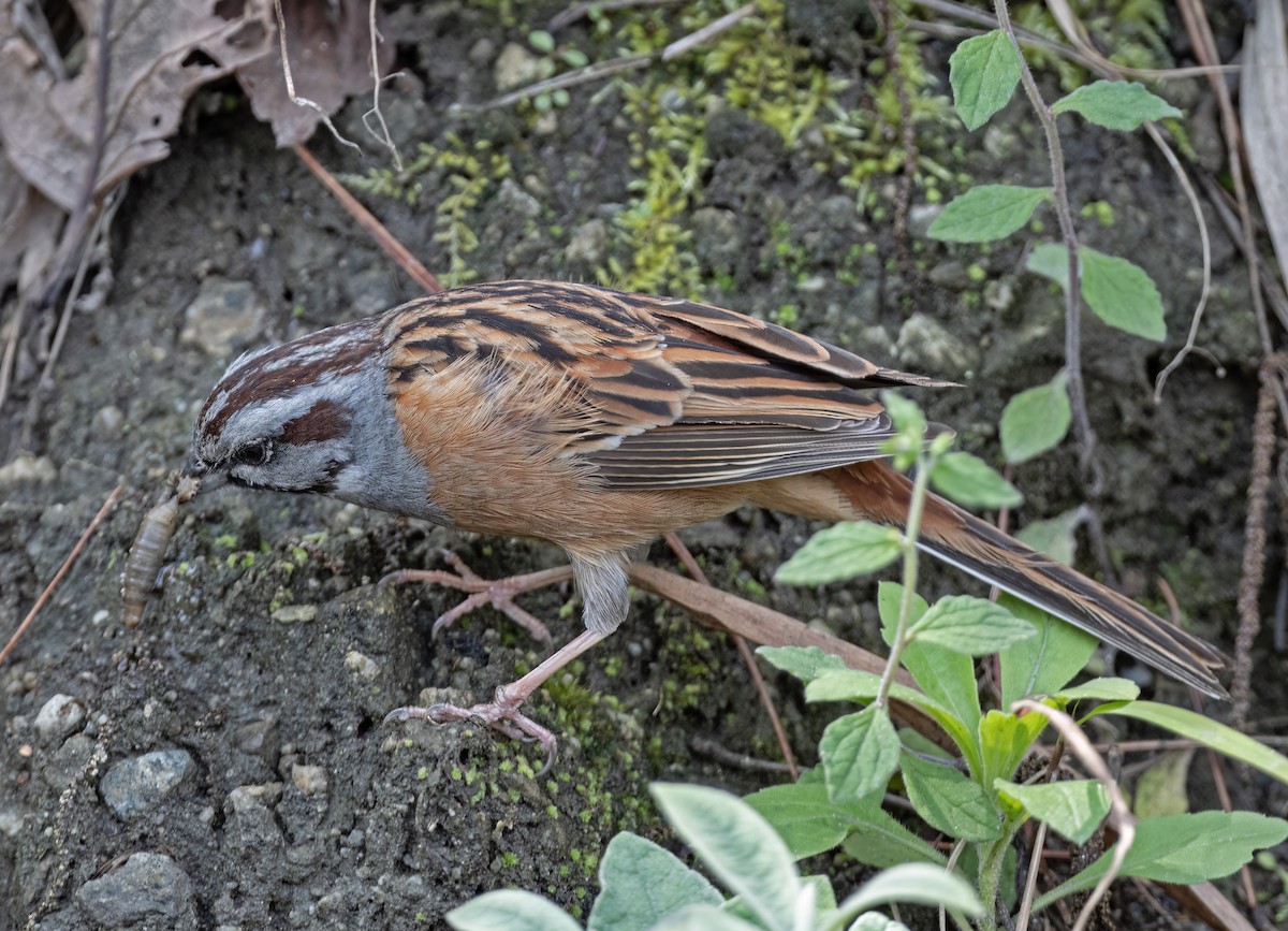 Godlewski's Bunting - ML617515175