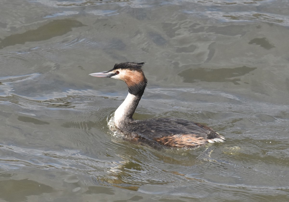 Great Crested Grebe - ML617515192