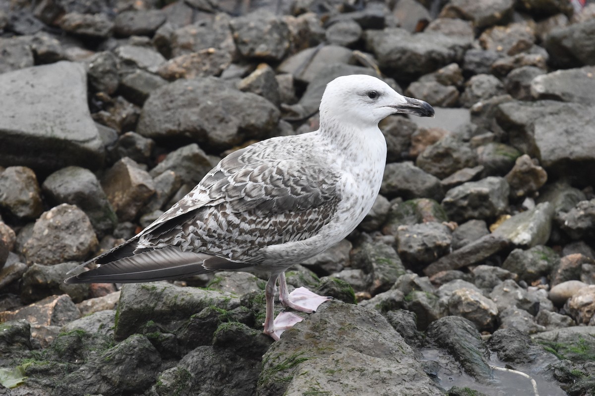 Great Black-backed Gull - ML617515196