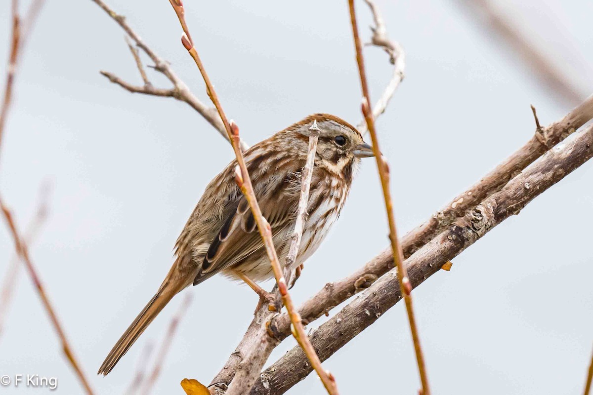 Song Sparrow - Frank King