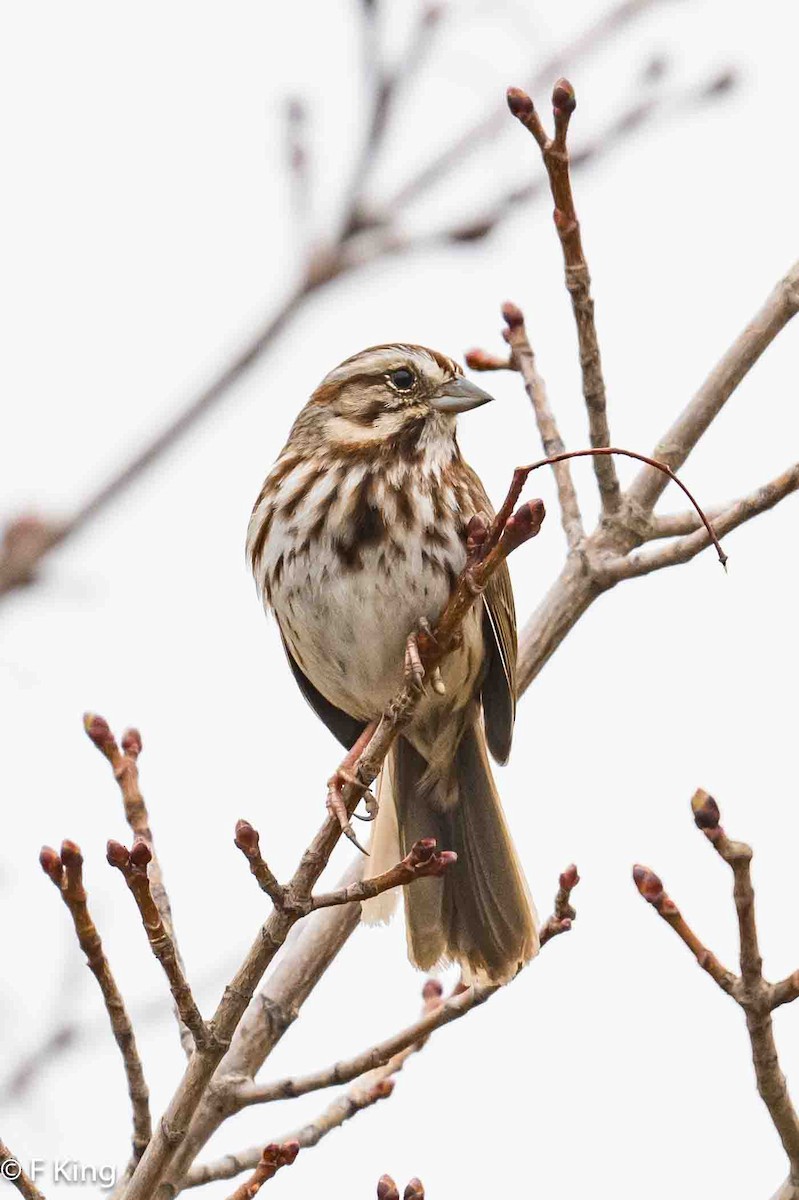 Song Sparrow - Frank King