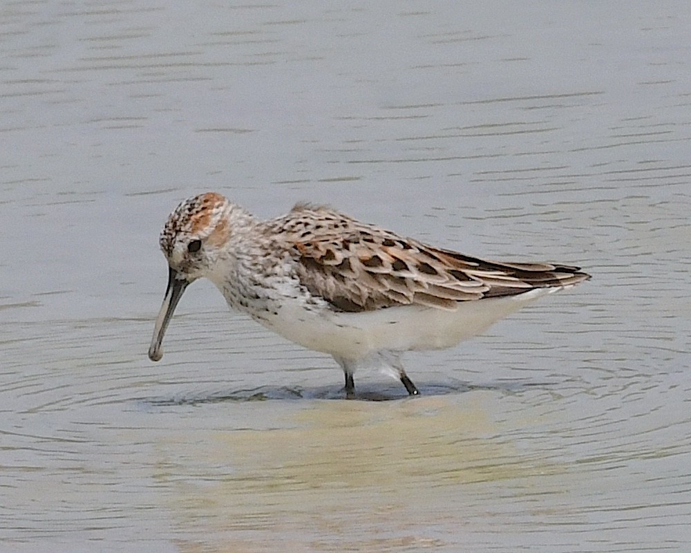 Western Sandpiper - ML617515244