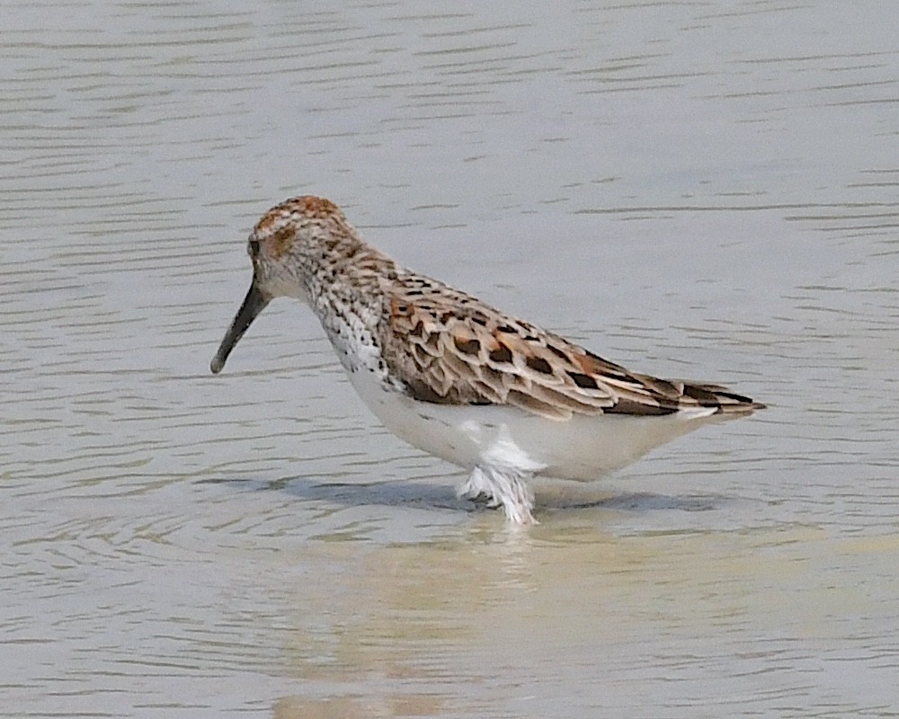 Western Sandpiper - ML617515258