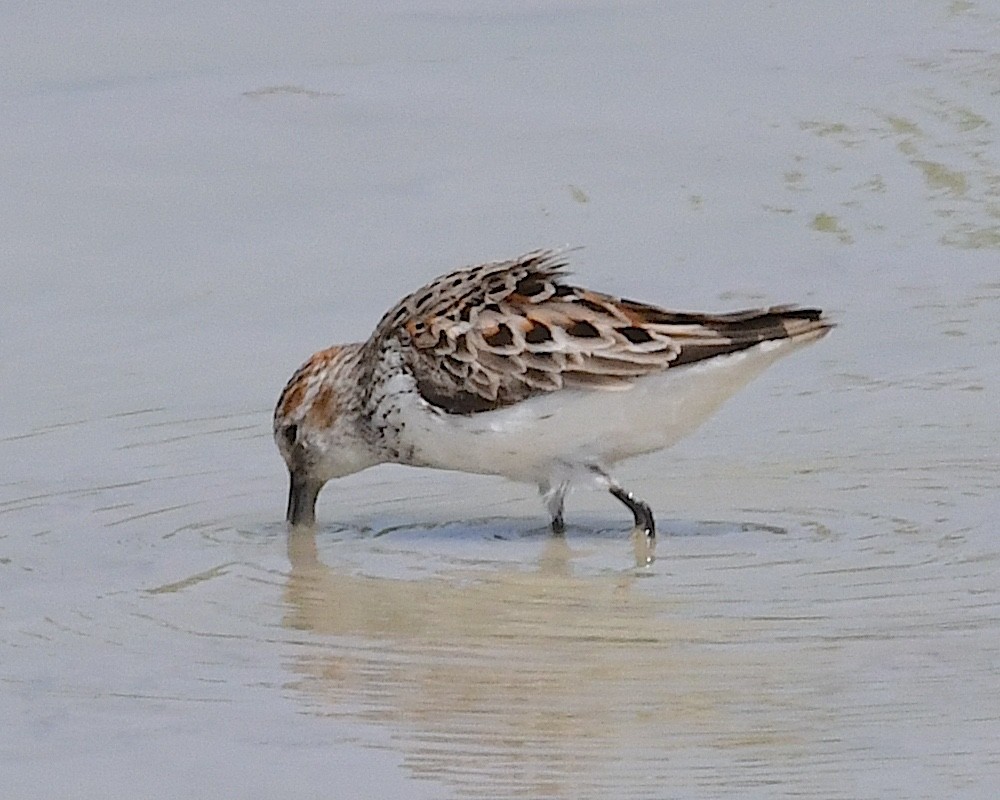 Western Sandpiper - Ted Wolff