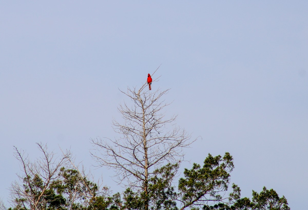 Cardinal rouge - ML617515301