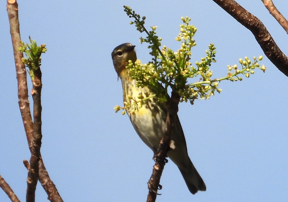 Cape May Warbler - ML617515312