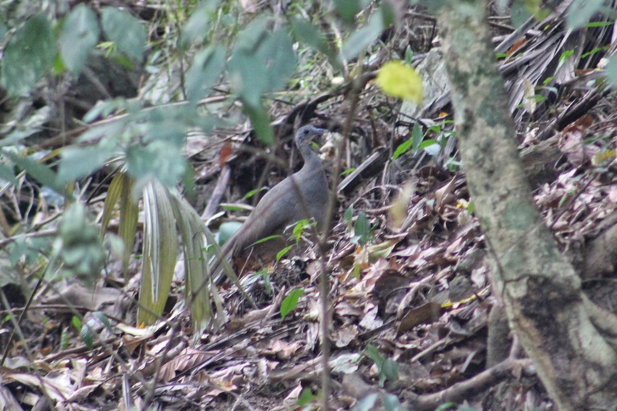 Gray Tinamou - Julio César Loyo