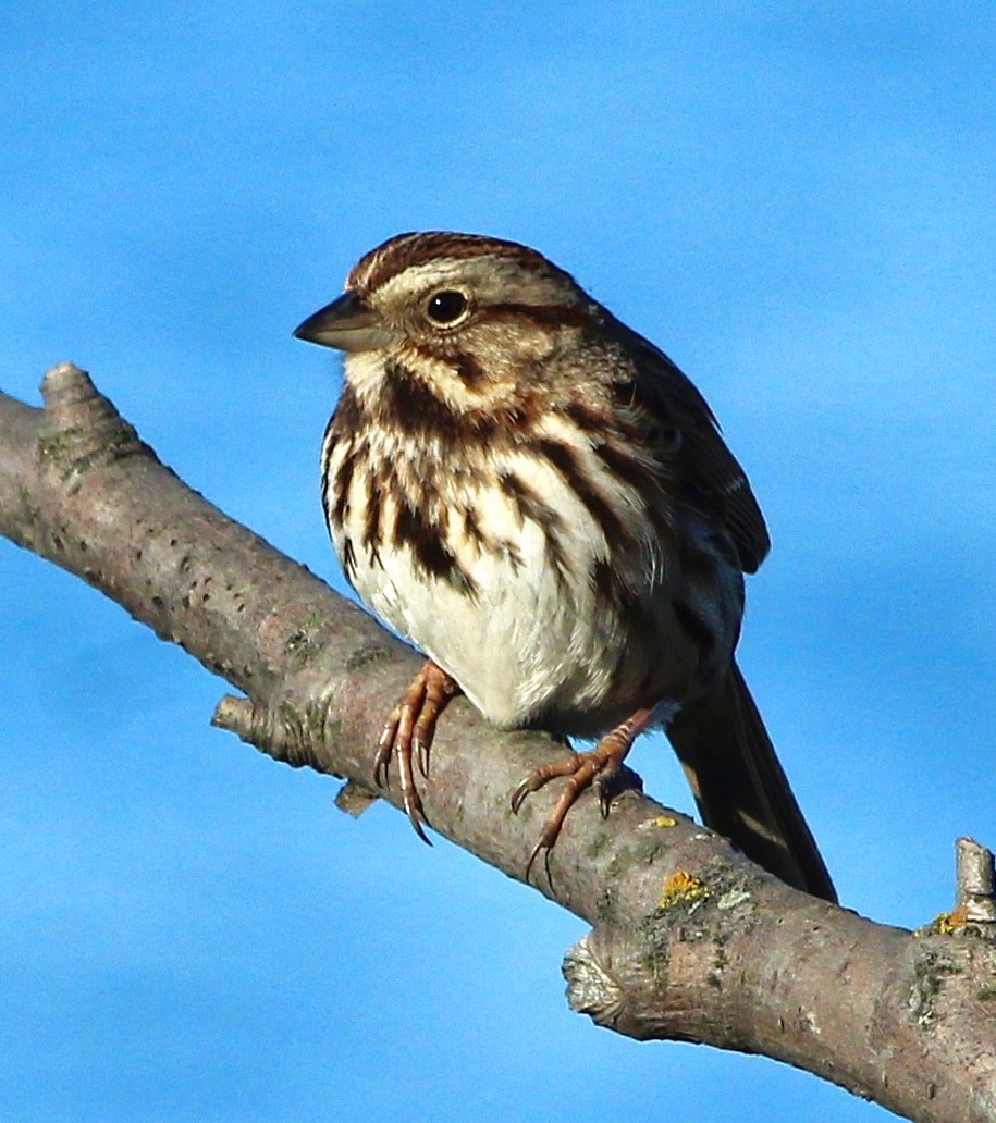 Song Sparrow - ML617515398