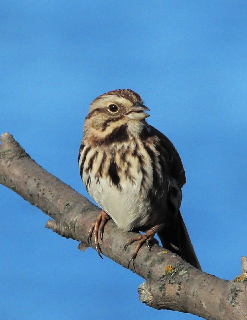 Song Sparrow - ML617515399