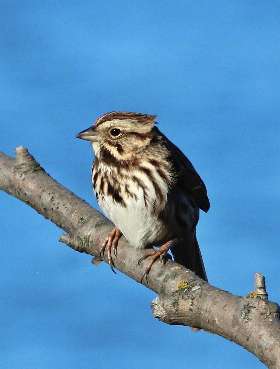 Song Sparrow - ML617515400